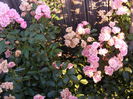 DSCF0256