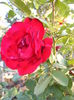 DSCF0258