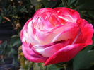 DSCF0259