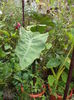 DSC03176