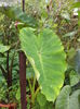 Colocasia esculenta