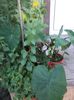 Colocasia esculenta Burgundy stem