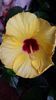 Boreas Yellow