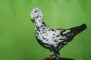 DSC_0041vindut