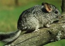 chinchilla