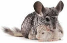 chinchilla2