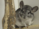 chinchilla25