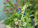 DSCN6956