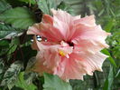 DSCN6972