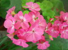 DSCN6982