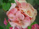 DSCN6983