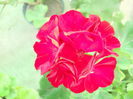 DSCN6984