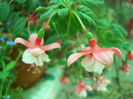 DSCN6988