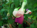 DSCN6990