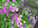 DSCN6995