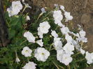 DSCN6999