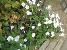 DSCN7000
