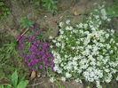 DSCN7005