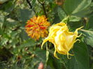 DSCN7009