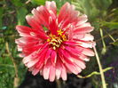 DSCN7010