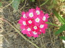 DSCN7015
