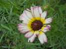 DSCN7019