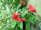 DSCN7031