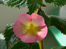 Achimenes Strawberry Lemon