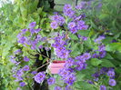 DSCN7041
