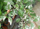 DSCN7044