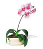 Orhidee-Alb-roz-in-Ghiveci-poza-t-P-n-d_332
