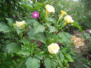 DSCN7054