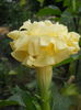 DSCN7055