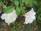 DSCN7059
