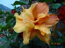 DSC07771