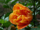 DSC07658