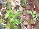 Episcia mix 7