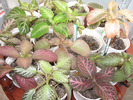Episcia mix 8