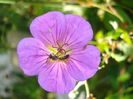 geranium Rozanne