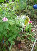DSC03351