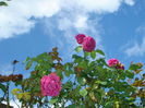 DSC03358