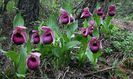Cypripedium tibeticum
