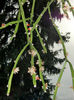 Rhipsalis dissimilis