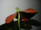 Anthurium Black Queen (2014, Sep.21)