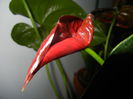 Anthurium Black Queen (2014, Sep.21)