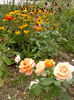 2014-09-03-4267