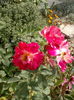 2014-09-21-4287
