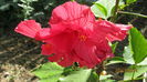 hibiscus D. Ababei