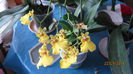 Oncidium Lidl-reducere