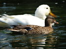 DSC02010